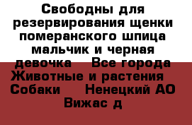 Свободны для резервирования щенки померанского шпица мальчик и черная девочка  - Все города Животные и растения » Собаки   . Ненецкий АО,Вижас д.